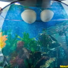 Karlee Grey in 'Jugs for juggling'